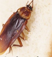 Las cucarachas provocan alergia y asma