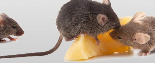 Ratas y ratones, problemas en casa