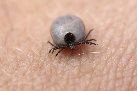 With Tick Season Underway, Humans and Pets Alike are at Risk for Lyme Disease
